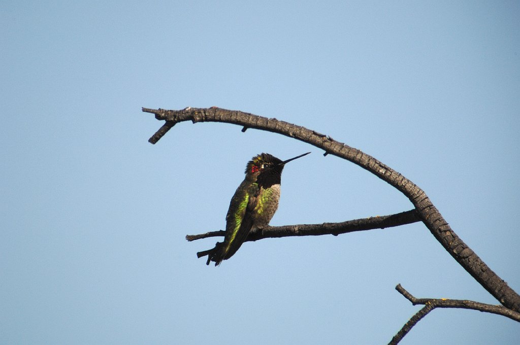 Hummingbird, Anna's, 2008-03200986 San Francisco Bay Wildlife Refuge, CA.JPG - Anna's Hummingbird. San Francisco Bay National Wildlife Refuge, CA, 3-20-2008